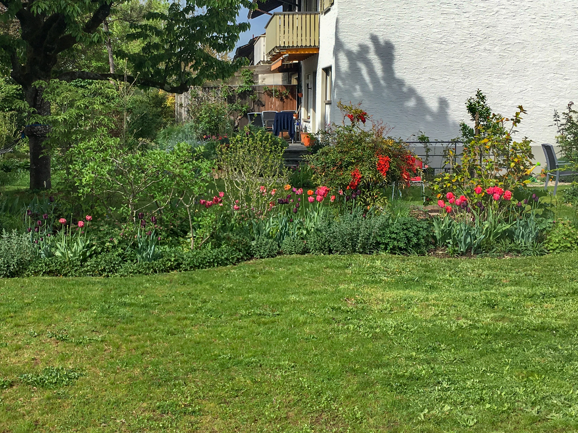 Frühlingsgarten mit Tulpenplanung