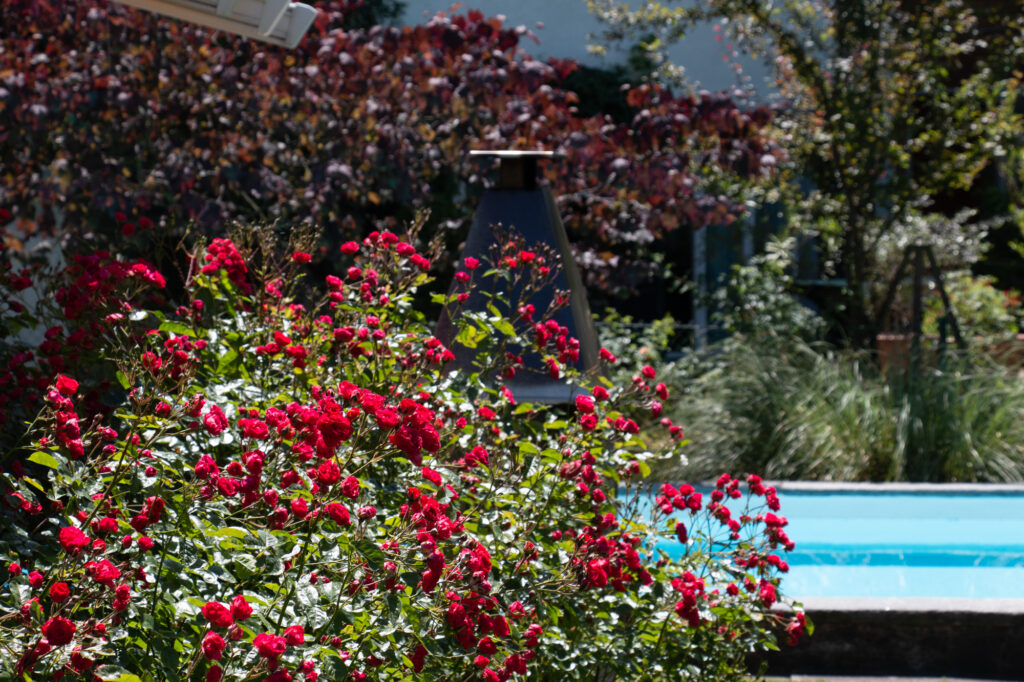 Kontrastreiches Bild mit Rosen und Pool