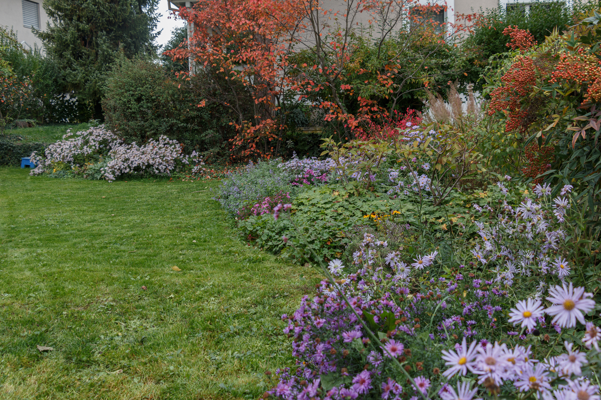 Herbstliches Asternbeet im Rosengarten